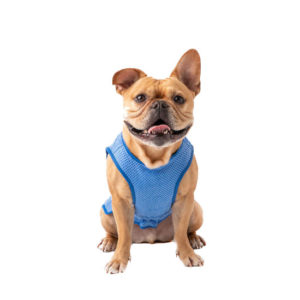 Go Fresh Pet Elasto-Fit Ice Vest, Blue