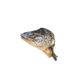 Just Raw Dehydrated Salmon Head